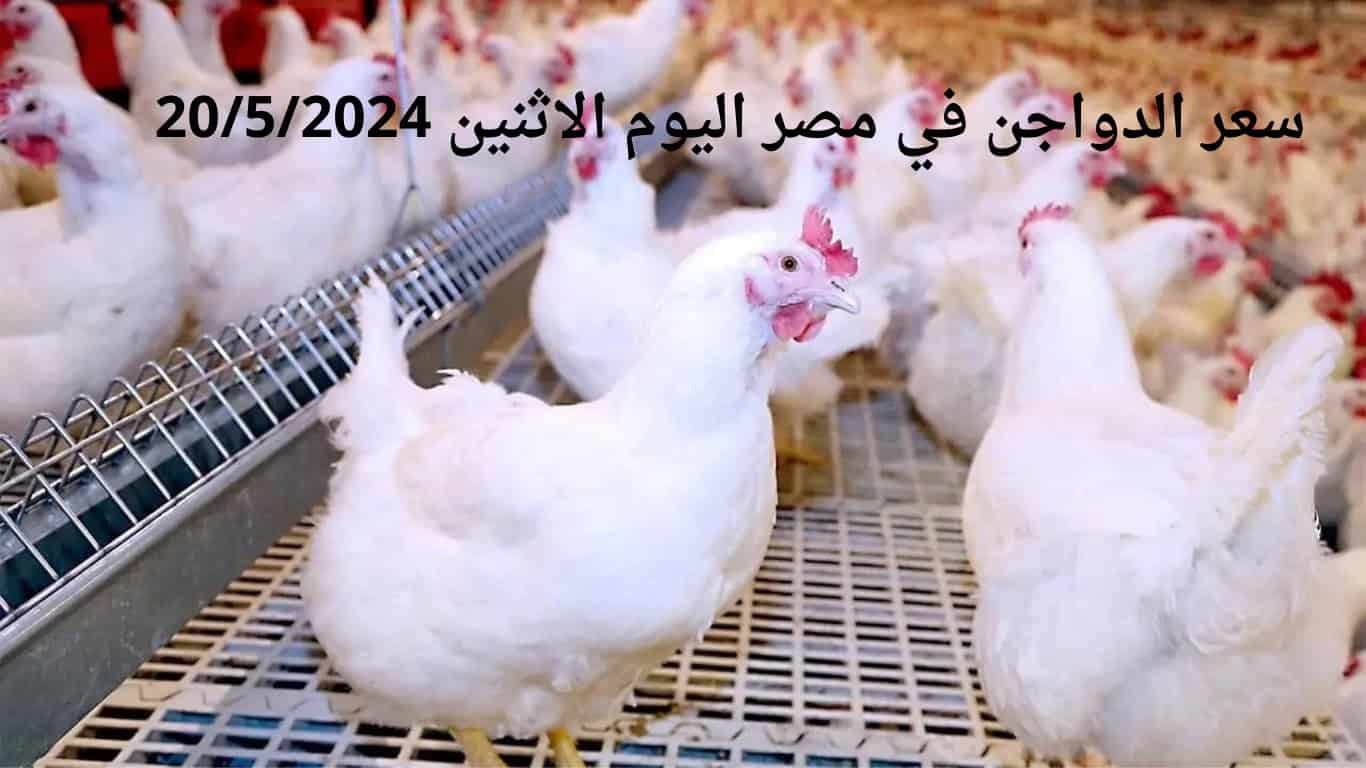 سعر الدواجن في مصر اليوم الاثنين 2052024