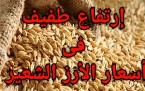 سعر الأرز الشعير اليوم