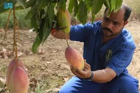 نسبة الاكتفاء الذاتي من المانجو