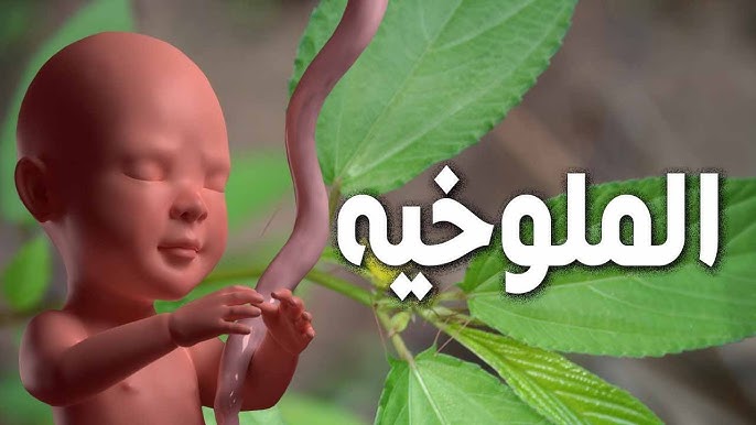 فوائد الملوخية للحامل